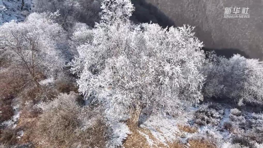 青海循化：雪后霧凇扮靚冬日高原