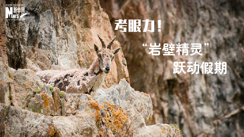 三江源慢直播丨考眼力！&ldquo;巖壁精靈&rdquo;躍動假期