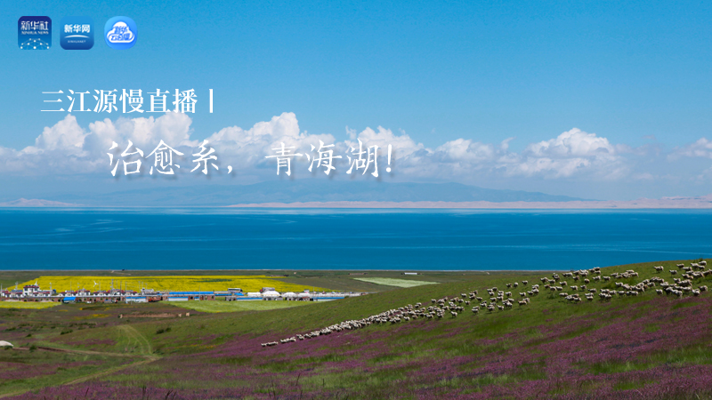 三江源慢直播丨治愈系，青海湖！
