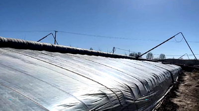 新鮮！青藏高原長出&ldquo;熱帶水果&rdquo;