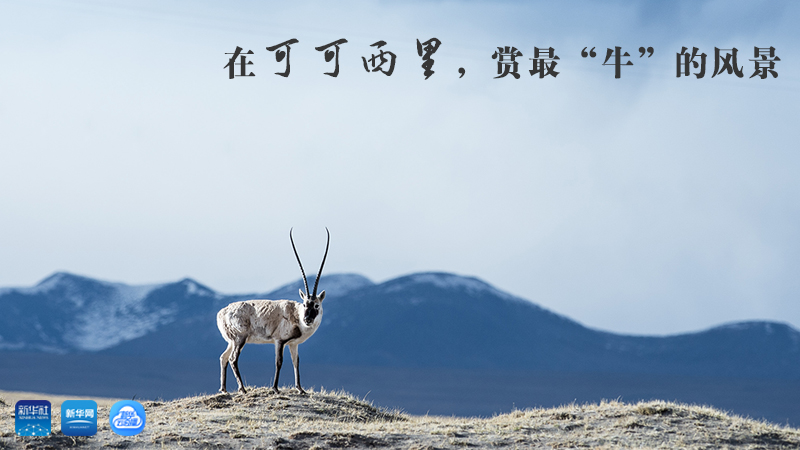 三江源慢直播丨在可可西里，賞最&ldquo;牛&rdquo;的美景