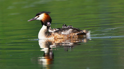 超有愛(ài)！看西寧北川河濕地公園鳳頭??花樣&ldquo;遛娃&rdquo;