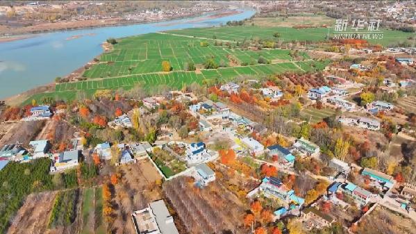 青?；。喝f畝冬小麥染綠黃河畔