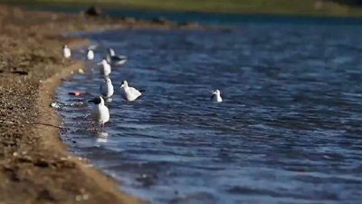 世界野生動植物日，帶您到青藏高原領略&ldquo;野生動物家園&rdquo;